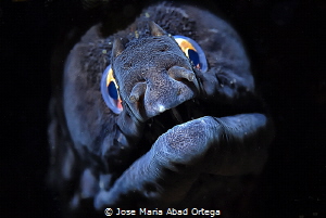 Muraena augusti moray eel found north of the eastern Cent... by Jose Maria Abad Ortega 